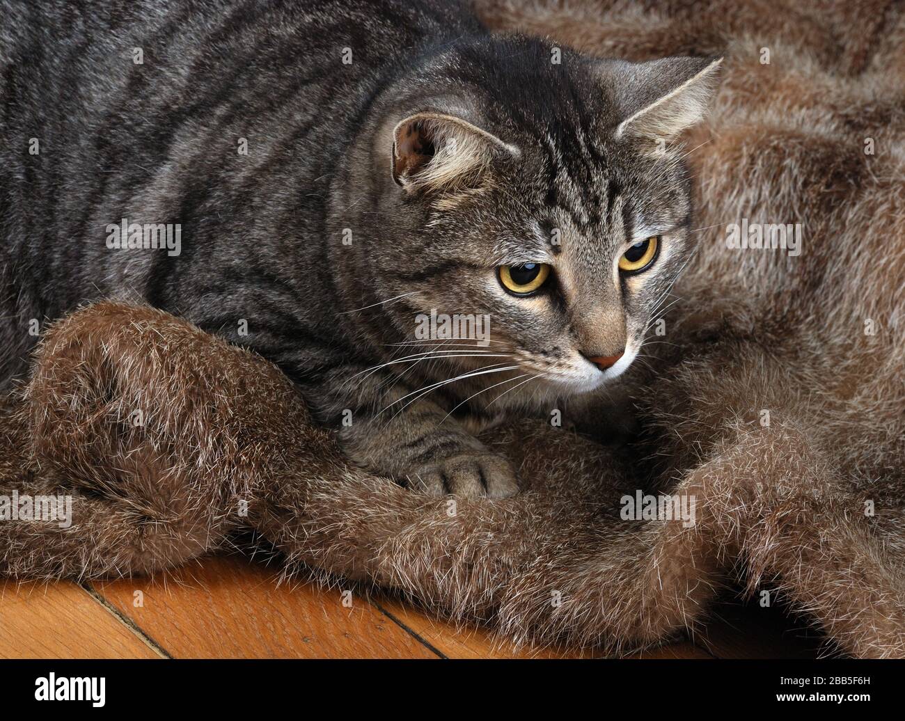 Cat on fur coat, dead - alive animal skin concept Stock Photo - Alamy Cat on fur coat, dead - alive animal skin concept Stock Photo - Alamy