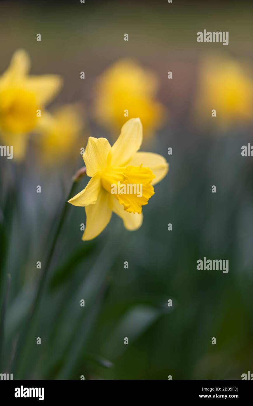 Daffodils [Narcissus] in flower in the English countryside during springtime shot against a blurred background. Stock Photo