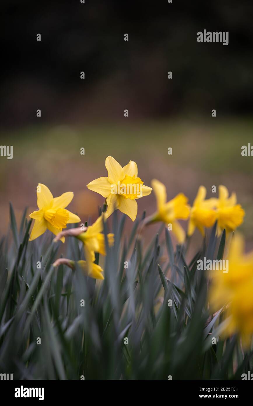 Daffodils [Narcissus] in flower in the English countryside during springtime shot against a blurred background. Stock Photo