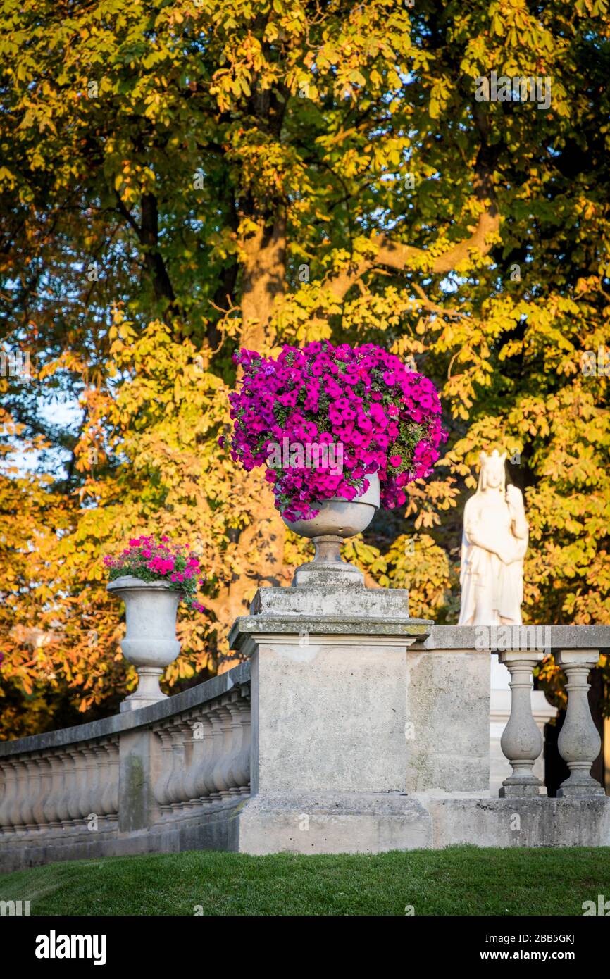 Fuschia colored  Petunias in Jardin du Luxembourg, 6th Arrondissement, Paris, France Stock Photo