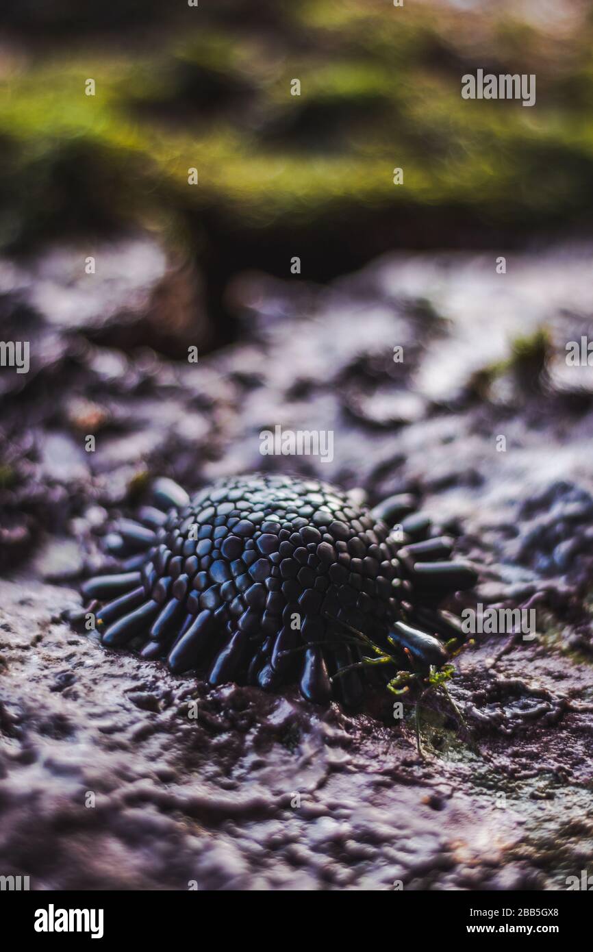 Sea urchin on rock. Sea urchin macro. Marine life at coral reef and its ecosystem in a indonesian archipelag Stock Photo