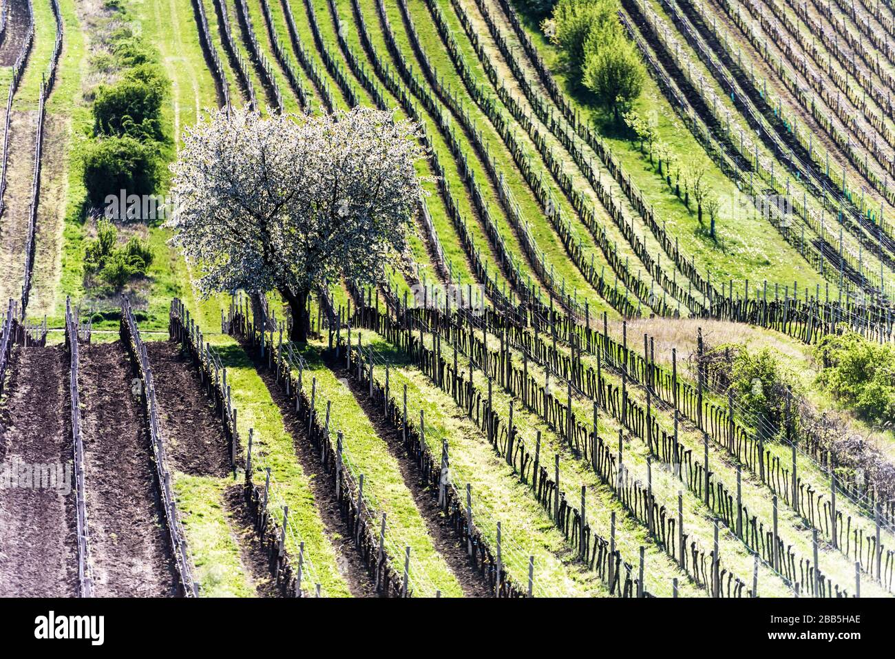 Amazing Spring Landscape With White Blossoming Cherry Tree Between Rows Of Vineyards In South Moravia, Czech Republic Stock Photo
