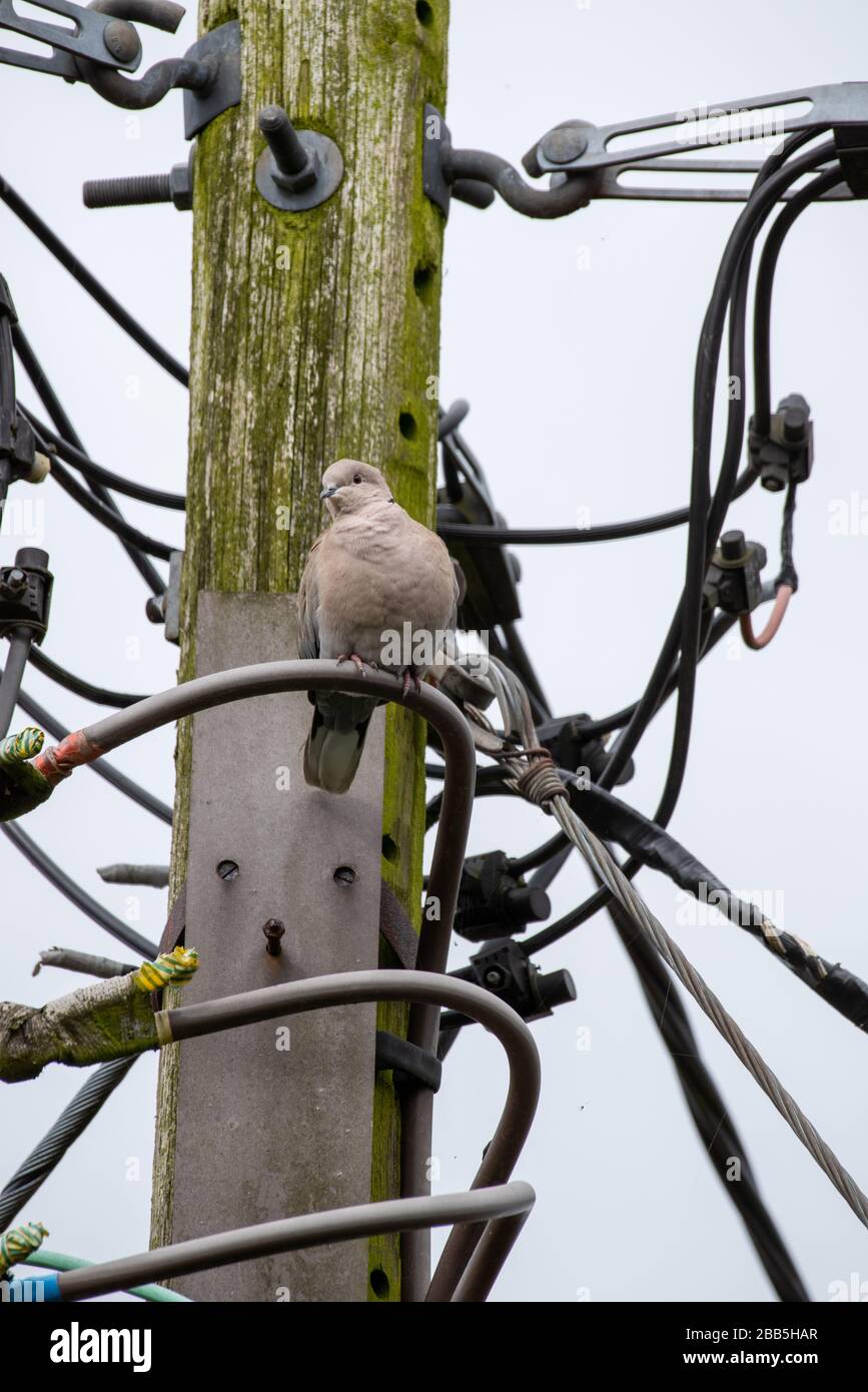 Collard dove [Streptopelia decaocto] looks down as it perches on large power cables high up on a wooden power line pole in the English countryside. Stock Photo