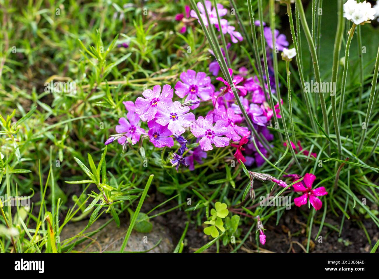 Pink creeping phlox flowers with raindrops in a garden Stock Photo