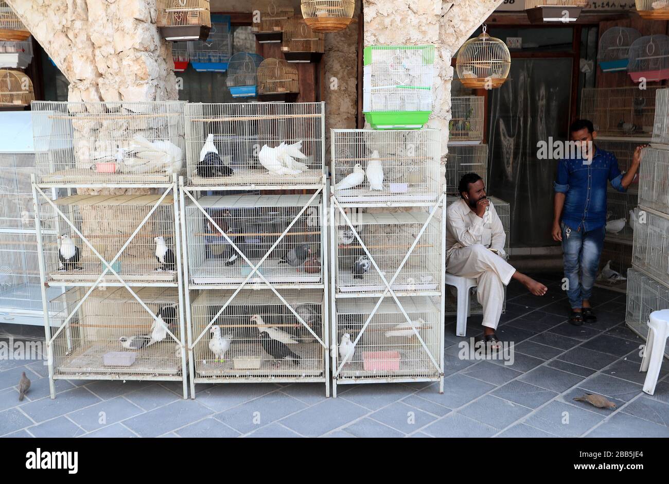 A pet shop selling birds in Doha, Qatar Stock Photo Alamy
