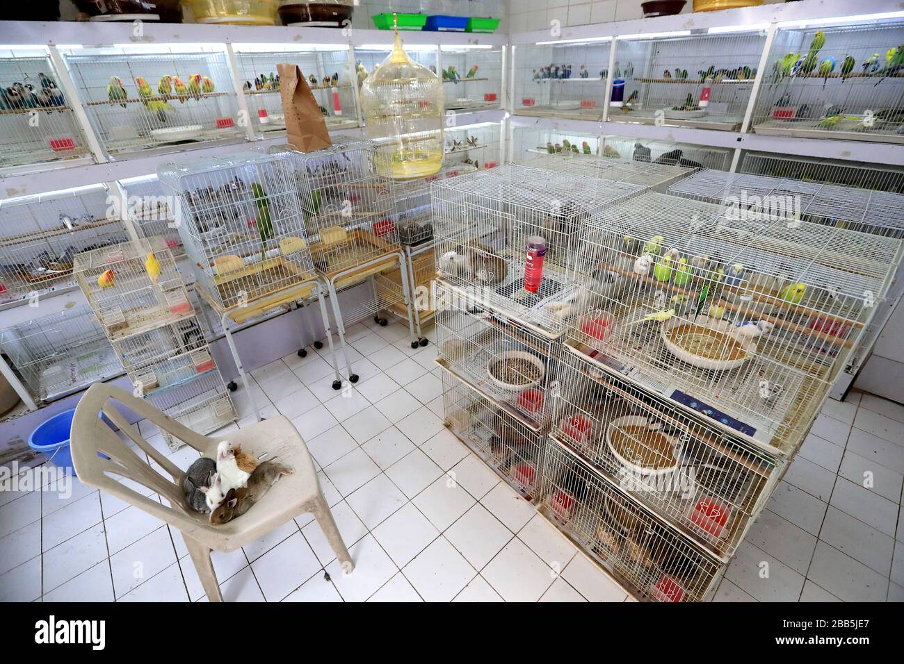 A pet shop selling birds in Doha, Qatar Stock Photo Alamy