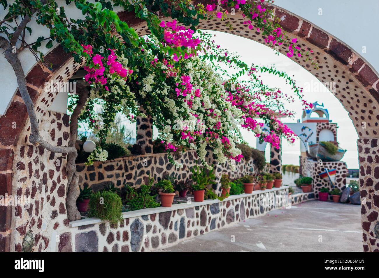 Pink bougainvillea flowers santorini greece hires stock photography