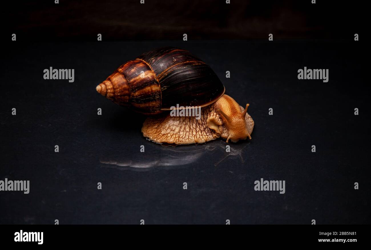 Portrait of a snail. Big African snail Achatina. Exotic pet not