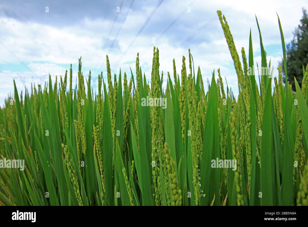 Rice paddies, rice growing, The rice fields are under the blue sky ...