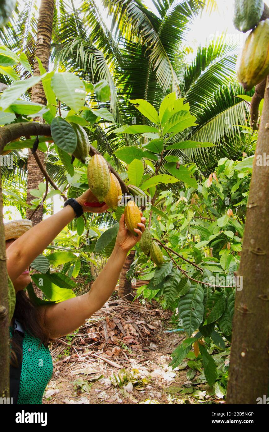 Ripe yellow cocoa fruits are picked by hands Stock Photo Alamy