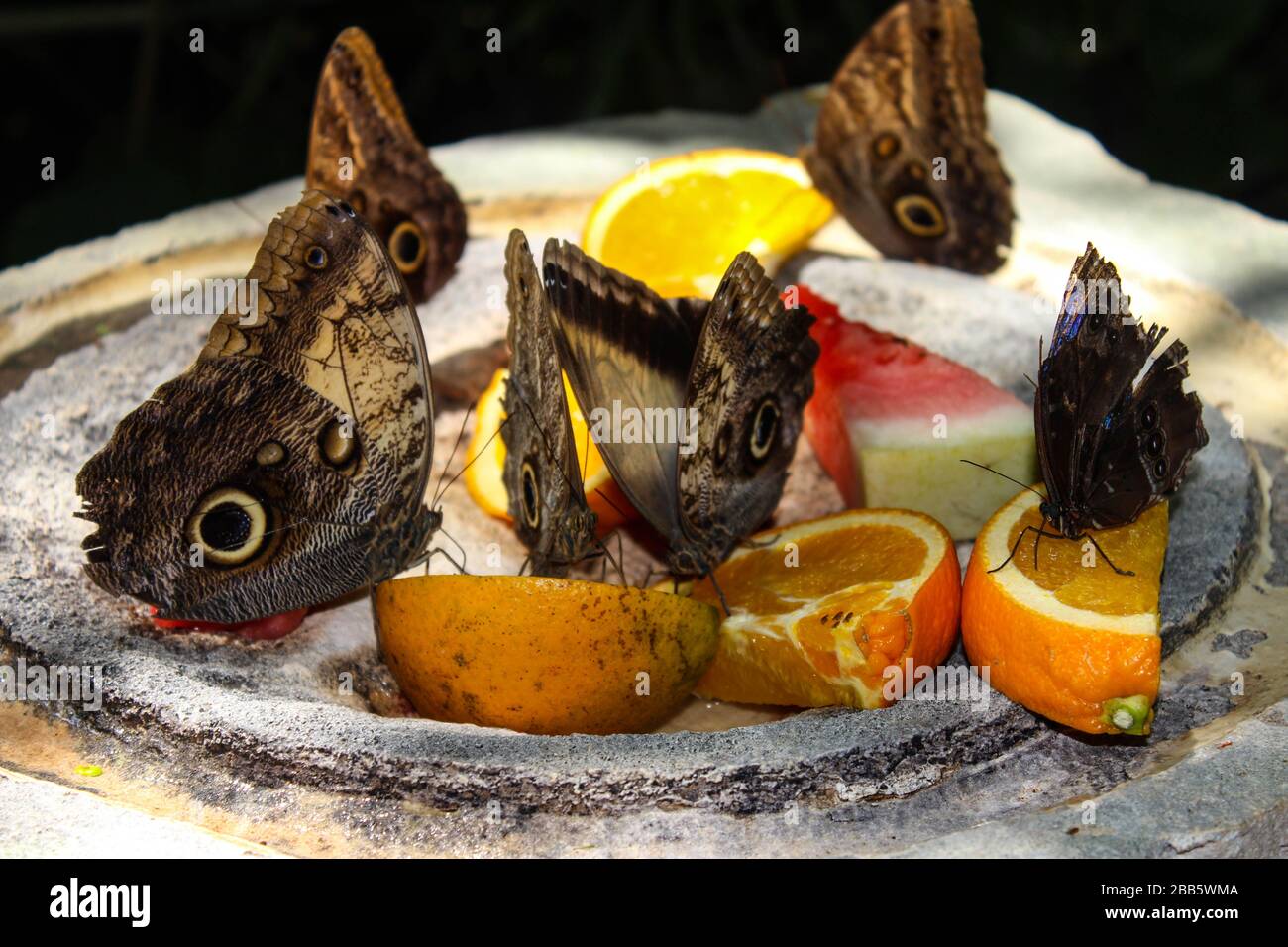 Beatiful monarch in cancun Stock Photo