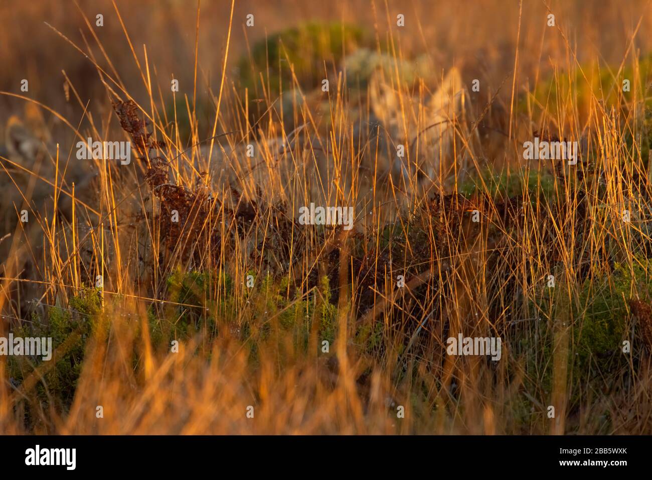 Coyote, Point Reyes National Seashore, California Stock Photo - Alamy