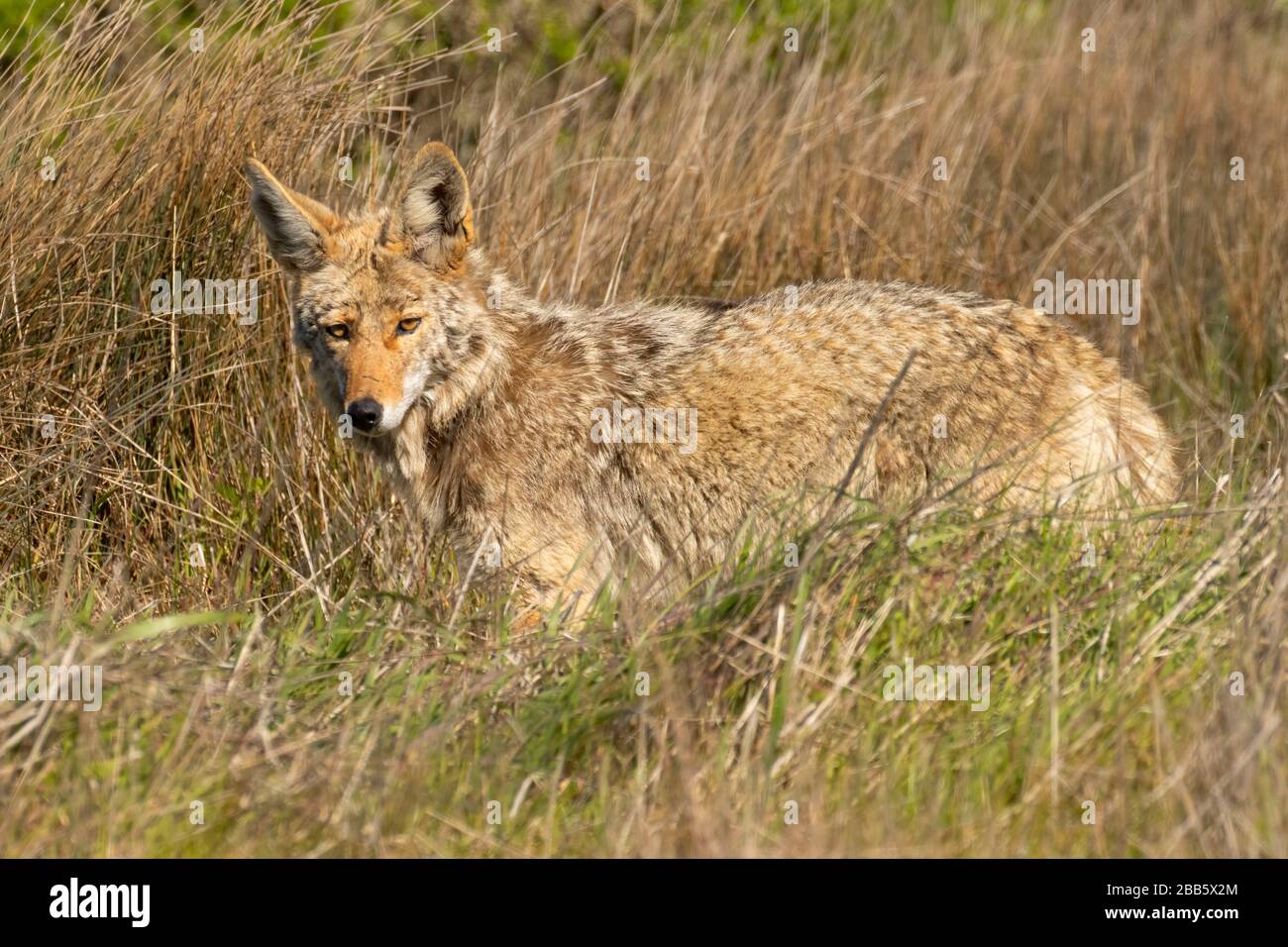 Coyote, Point Reyes National Seashore, California Stock Photo - Alamy
