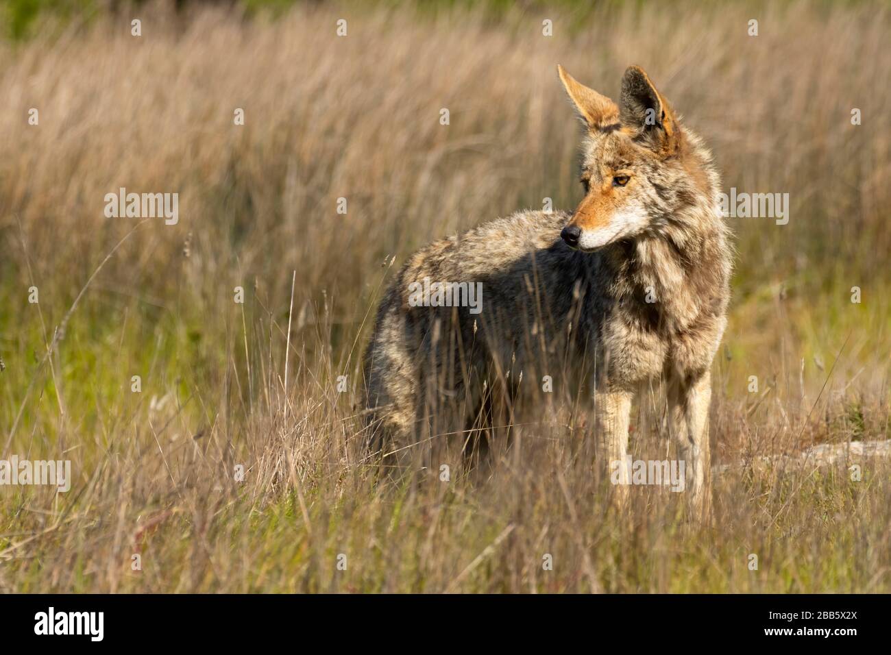 Coyote, Point Reyes National Seashore, California Stock Photo - Alamy