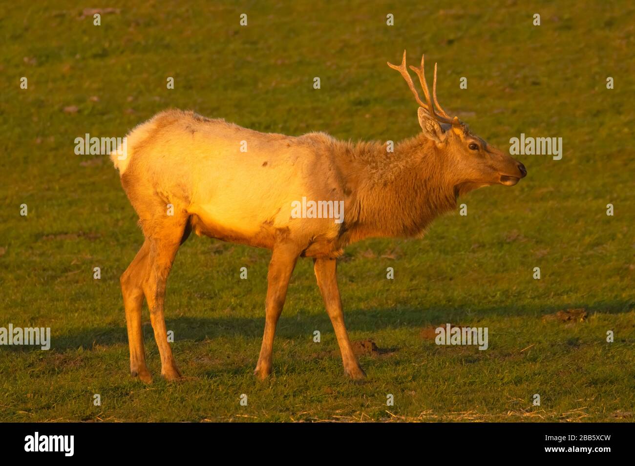 Tule elk, Point Reyes National Seashore, California Stock Photo