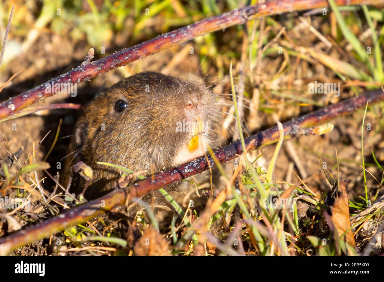 Vole, Point Reyes National Seashore, California Stock Photo Alamy