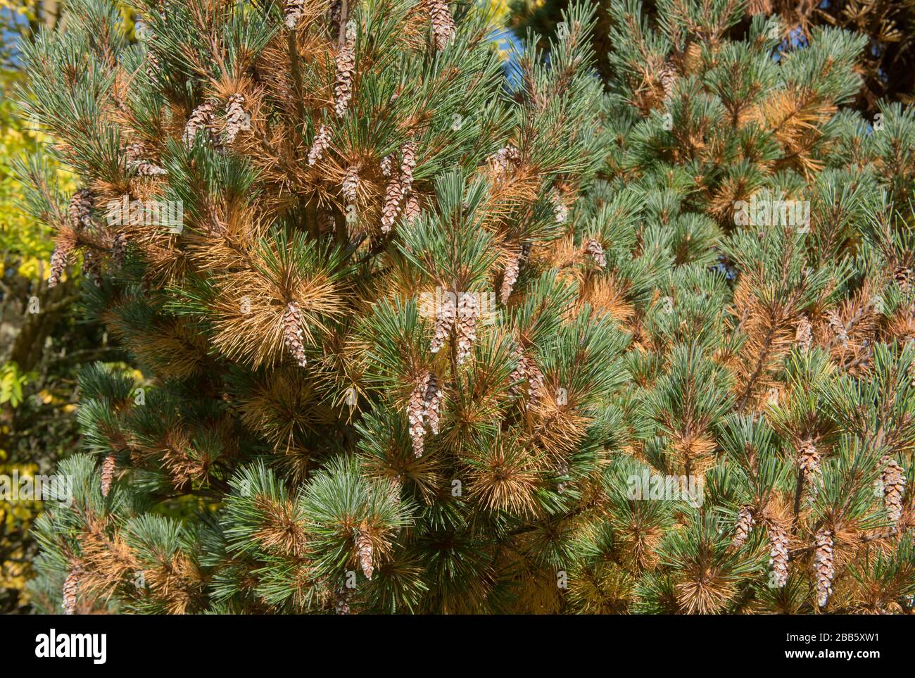 Green Foliage and Cones of a Weymouth or Eastern White Pine Tree (Pinus strobus 'Kruger's Lilliput') in a Garden in Rural Devon, England, UK Stock Photo