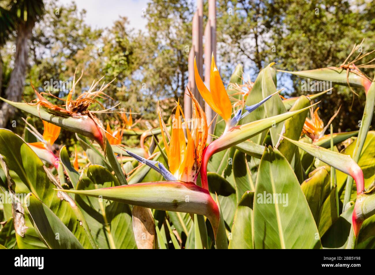 Strelitzia Flower, crane or Bird of Paradise Flower, Strelitzia reginae, flower, Tenerife, Canary Islands, Spain, Europe In The Garajonay National Par Stock Photo