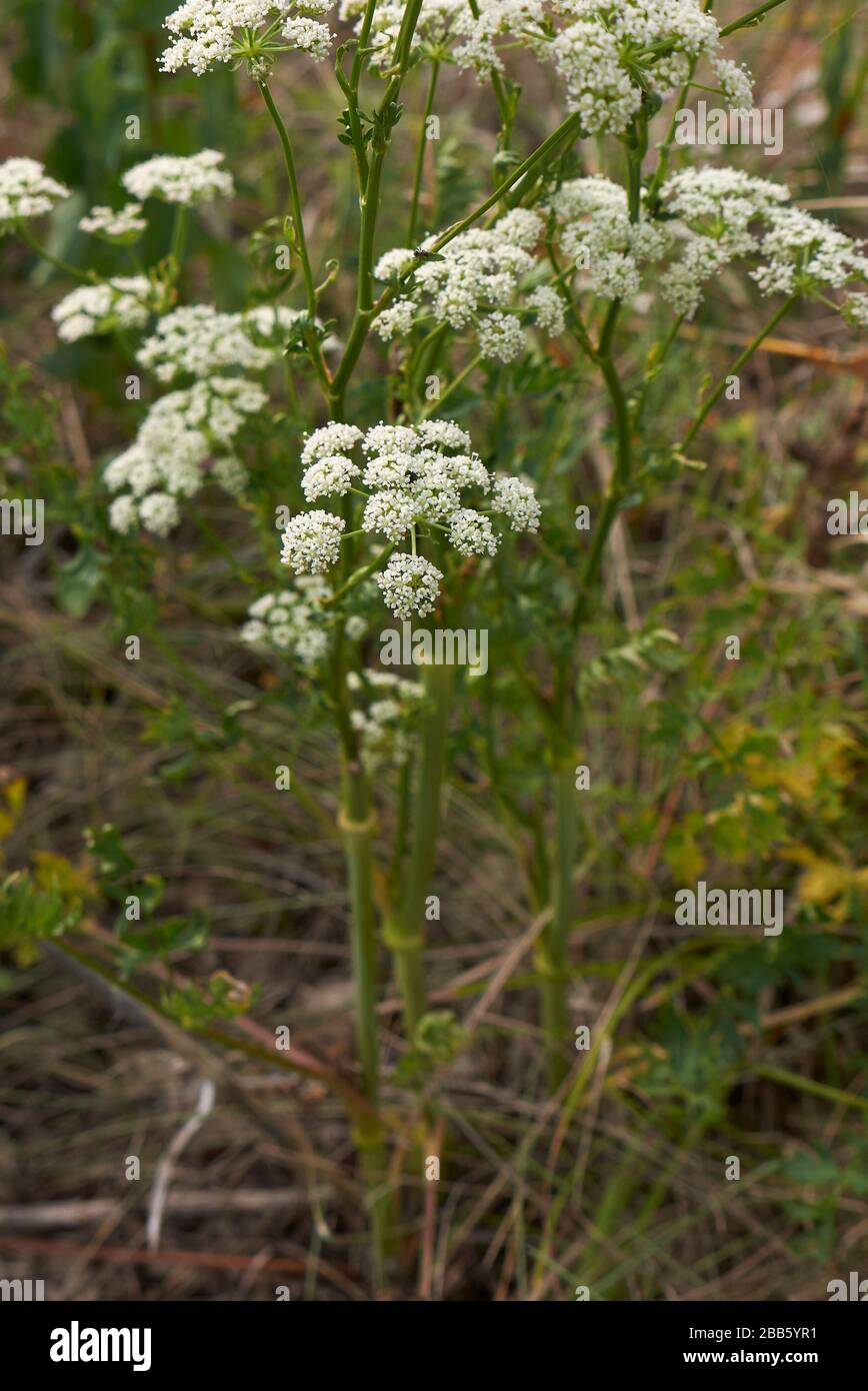 Aethusa cynapium plant with white flowers Stock Photo