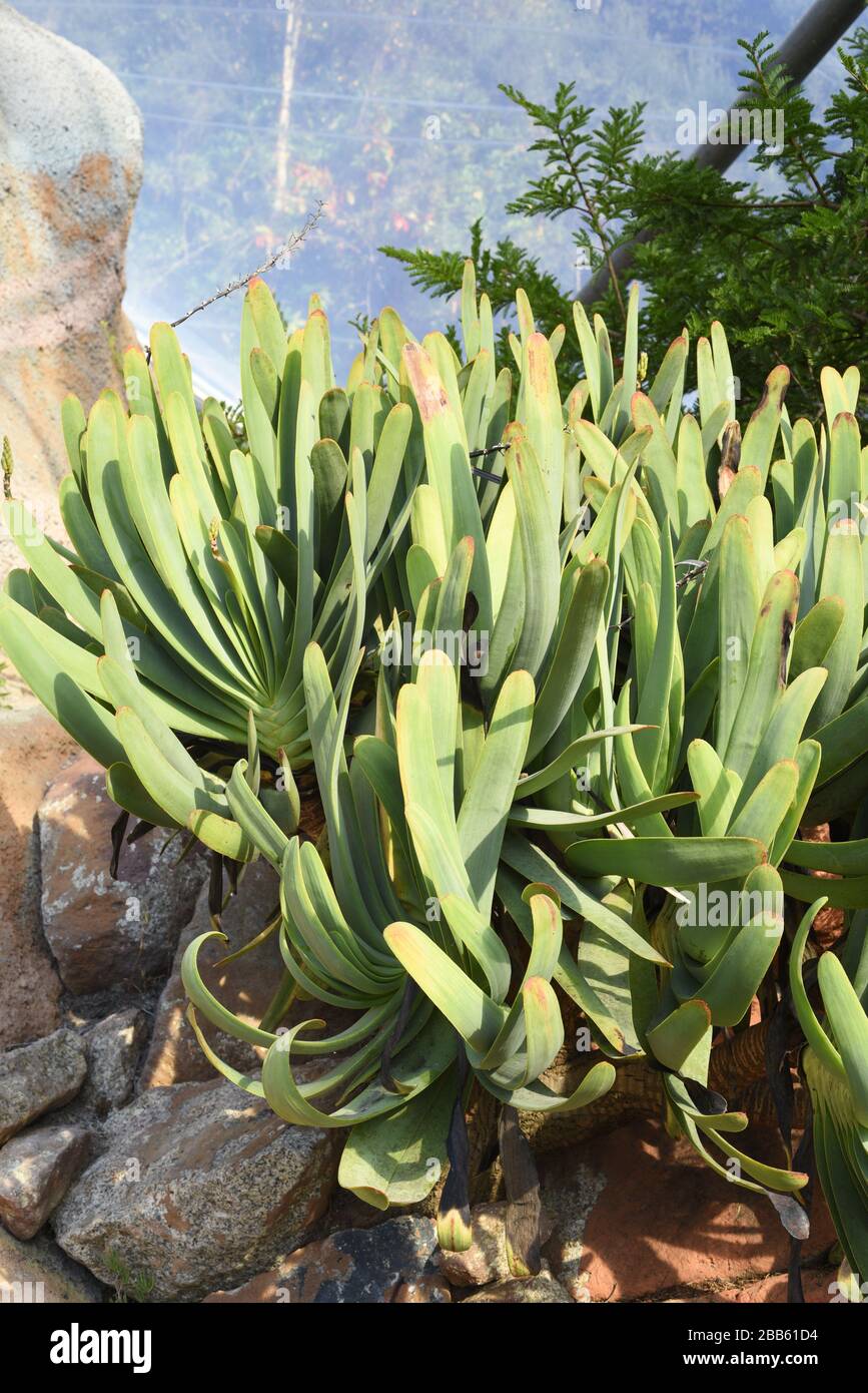 Fan aloe or Kumara plicatilis, formerly Aloe plicatilis, the fan-aloe, is a succulent plant endemic to a few mountains in the Fynbos ecoregion, Stock Photo