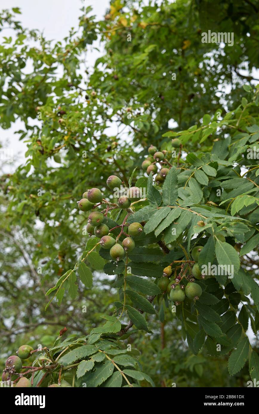 Sorbus domestica branch with unripe fruits Stock Photo