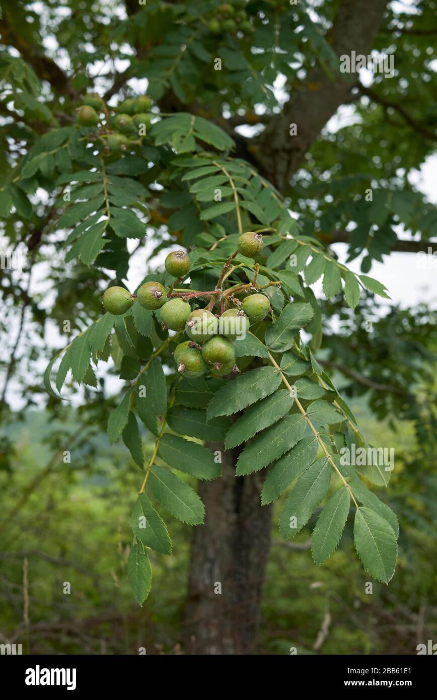 Sorbus domestica branch with unripe fruits Stock Photo