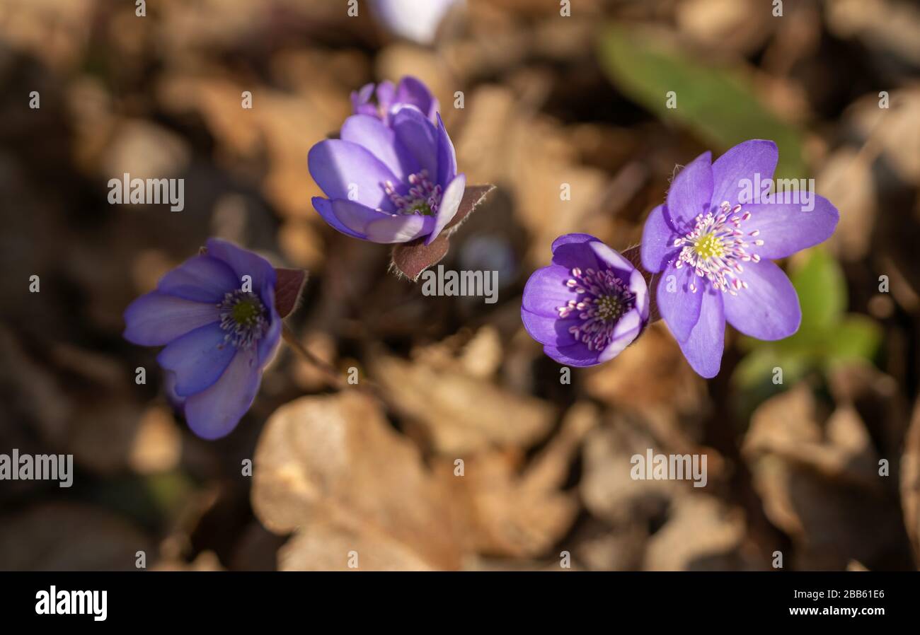 Close-up of purple flowering plant Stock Photo