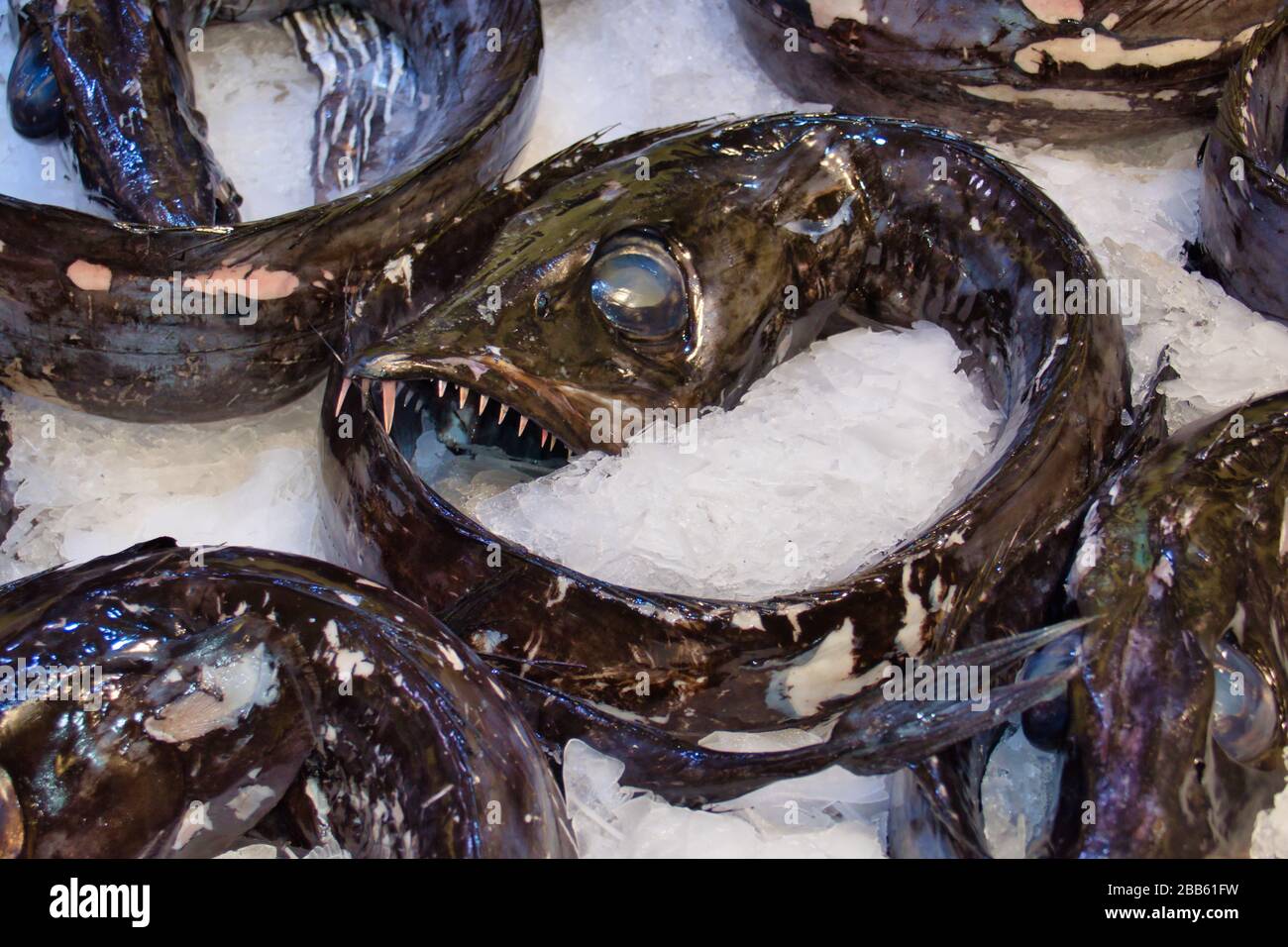 Black scabbard fish (aphanopus carbo) prepared for sale on ice at a fish counter in a supermarket on the island of Madeira Stock Photo