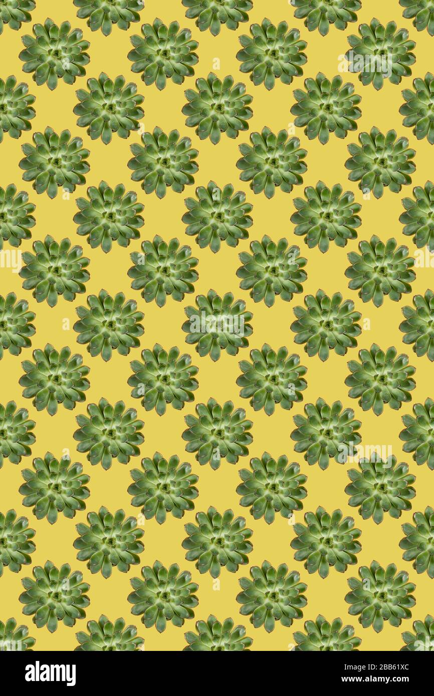 Creative seamless pattern of green cactus succulent plant rosettes on ...