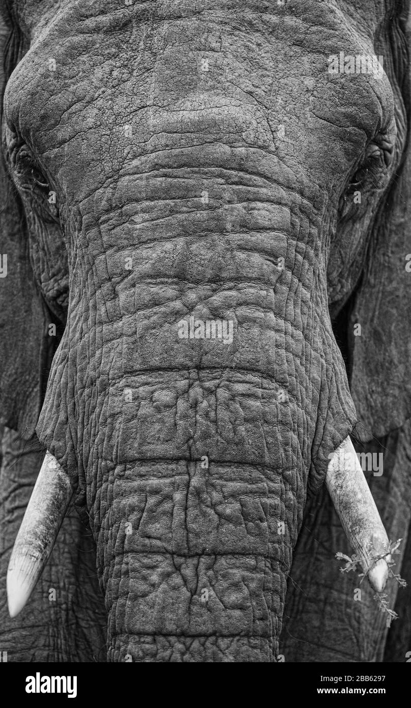 African Bull Elephant Up Close Stock Photo