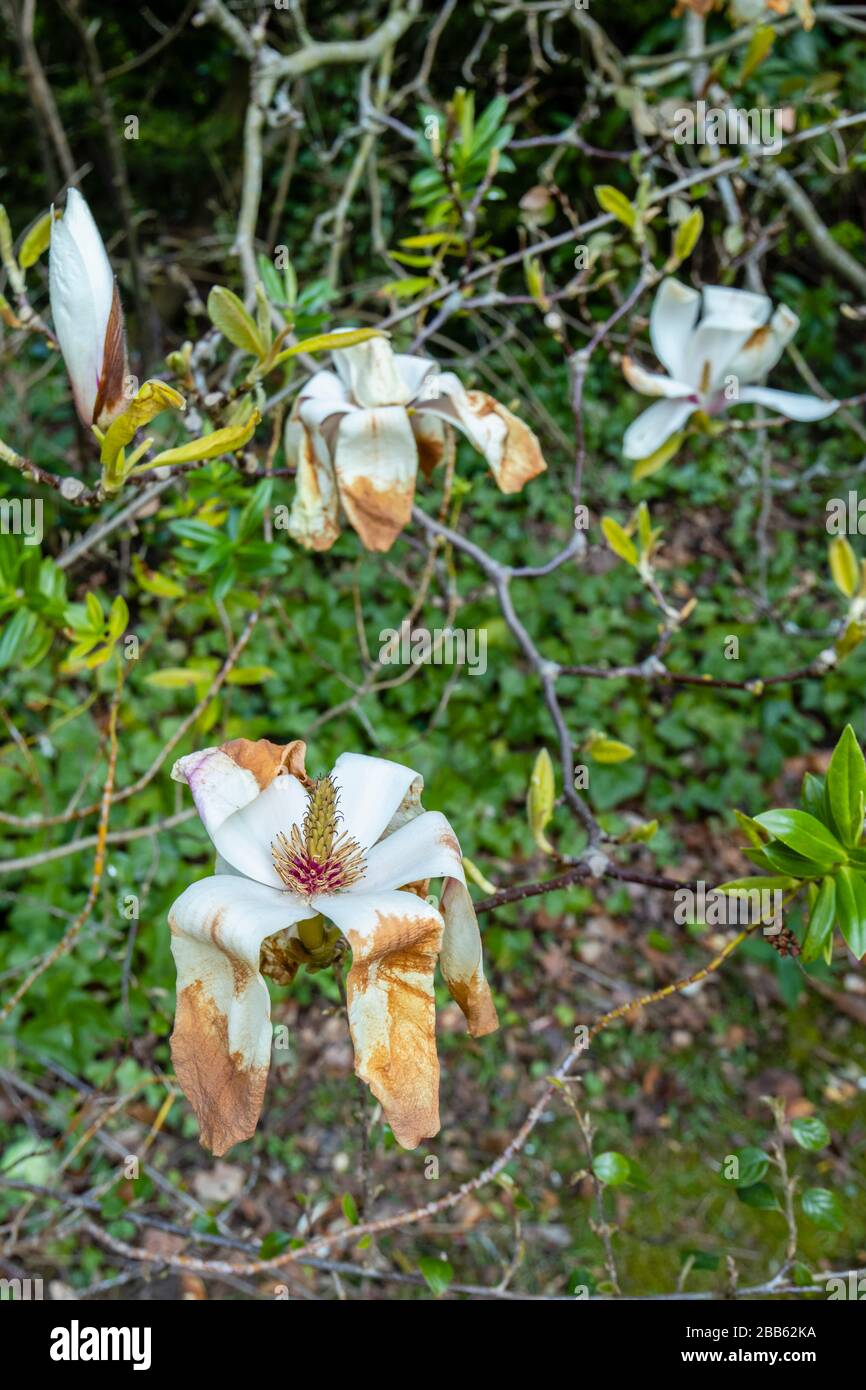 White magnolia flowers in bloom, growing in a garden in Surrey, south