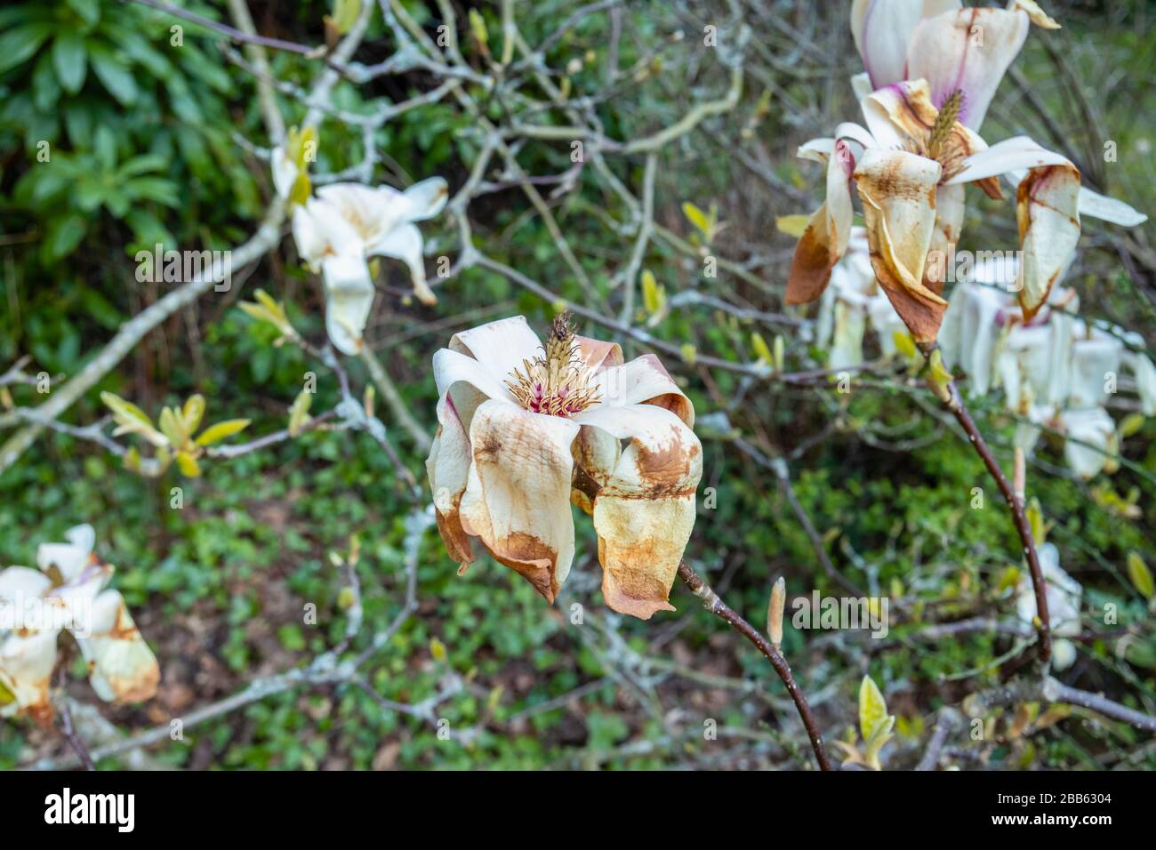 White magnolia flowers in bloom, growing in a garden in Surrey, south