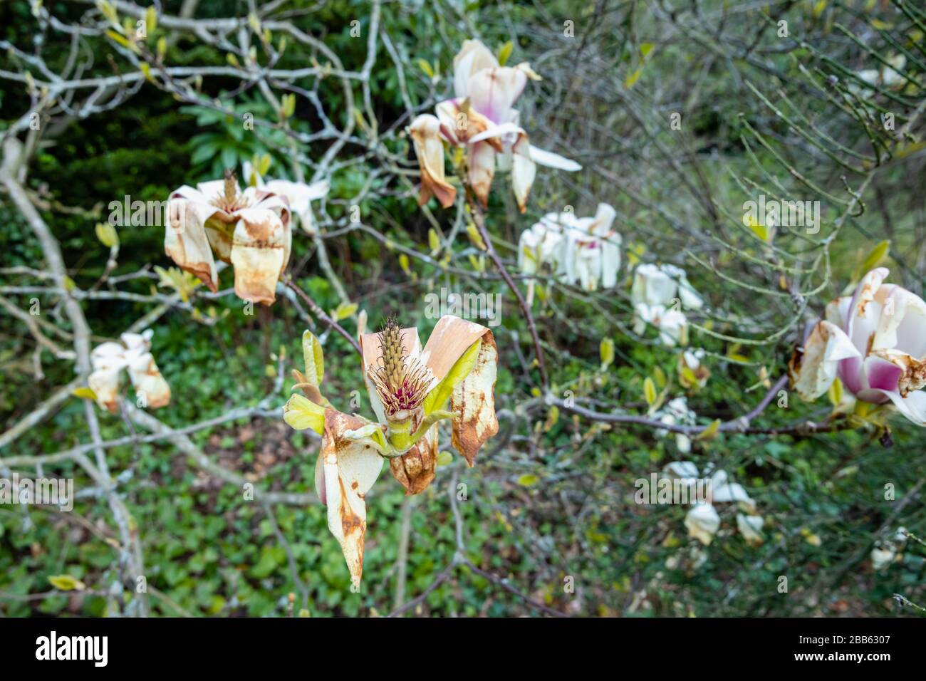 White magnolia flowers in bloom, growing in a garden in Surrey, south