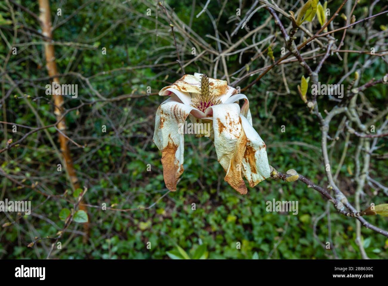 White magnolia flowers in bloom, growing in a garden in Surrey, south