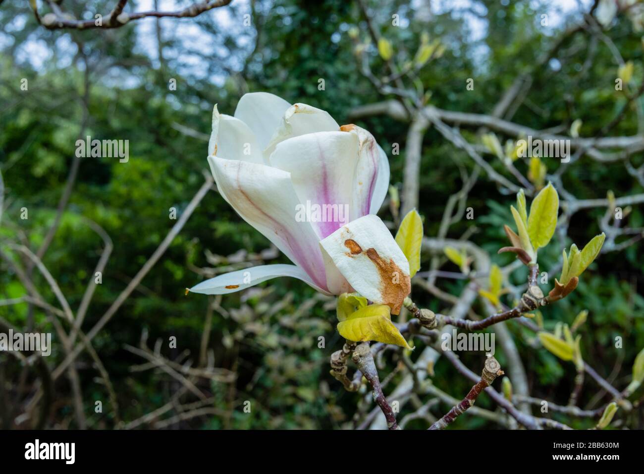 White magnolia flowers in bloom, growing in a garden in Surrey, south