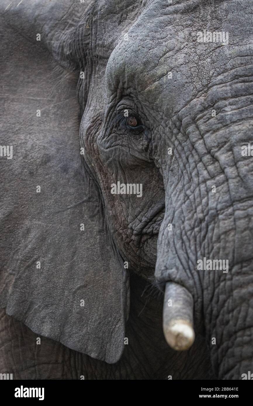 African Bull Elephant Up Close Stock Photo