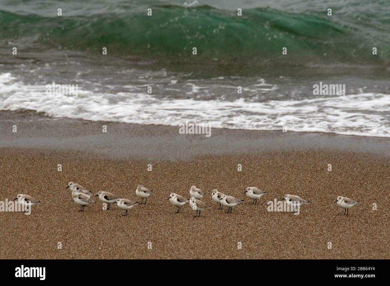 North Beach shorebirds, Point Reyes National Seashore, California Stock ...
