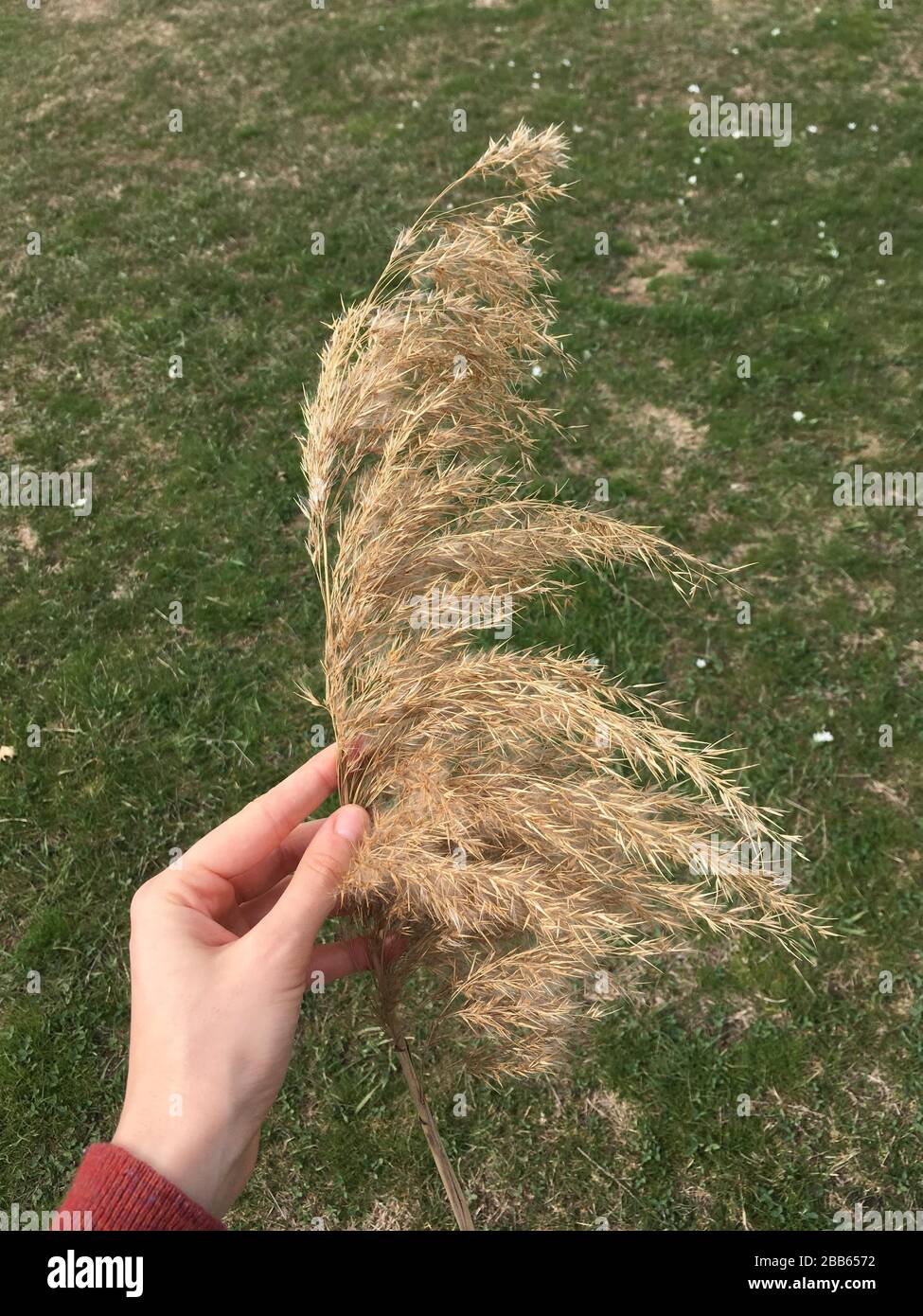 Woman holding reed hi-res stock photography and images - Alamy