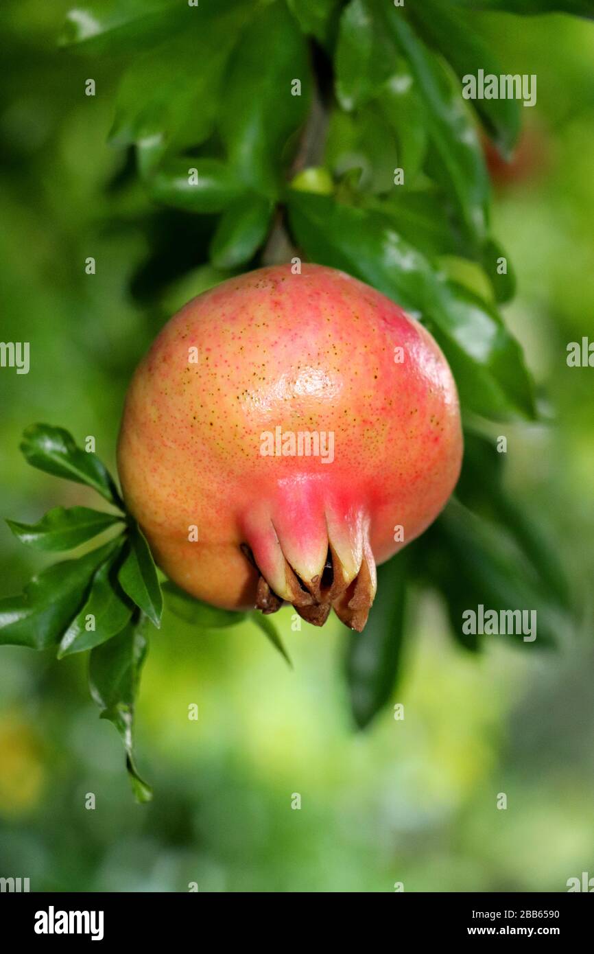 Pomegranate Stock Photo