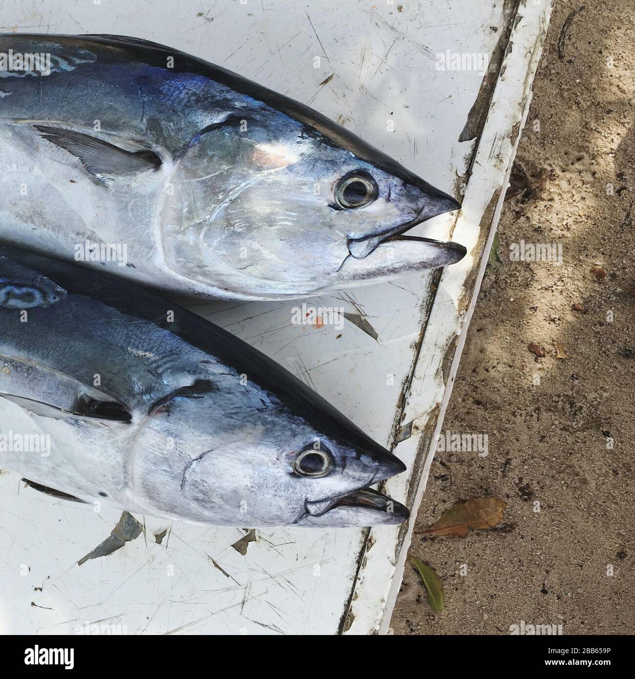 Two fish on a table on beach, Seychelles Stock Photo