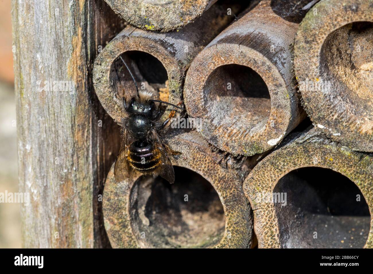 Blue mason bee (Osmia caerulescens / Apis caerulescens) entering nest in hollow bamboo stem at insect hotel for solitary bees Stock Photo