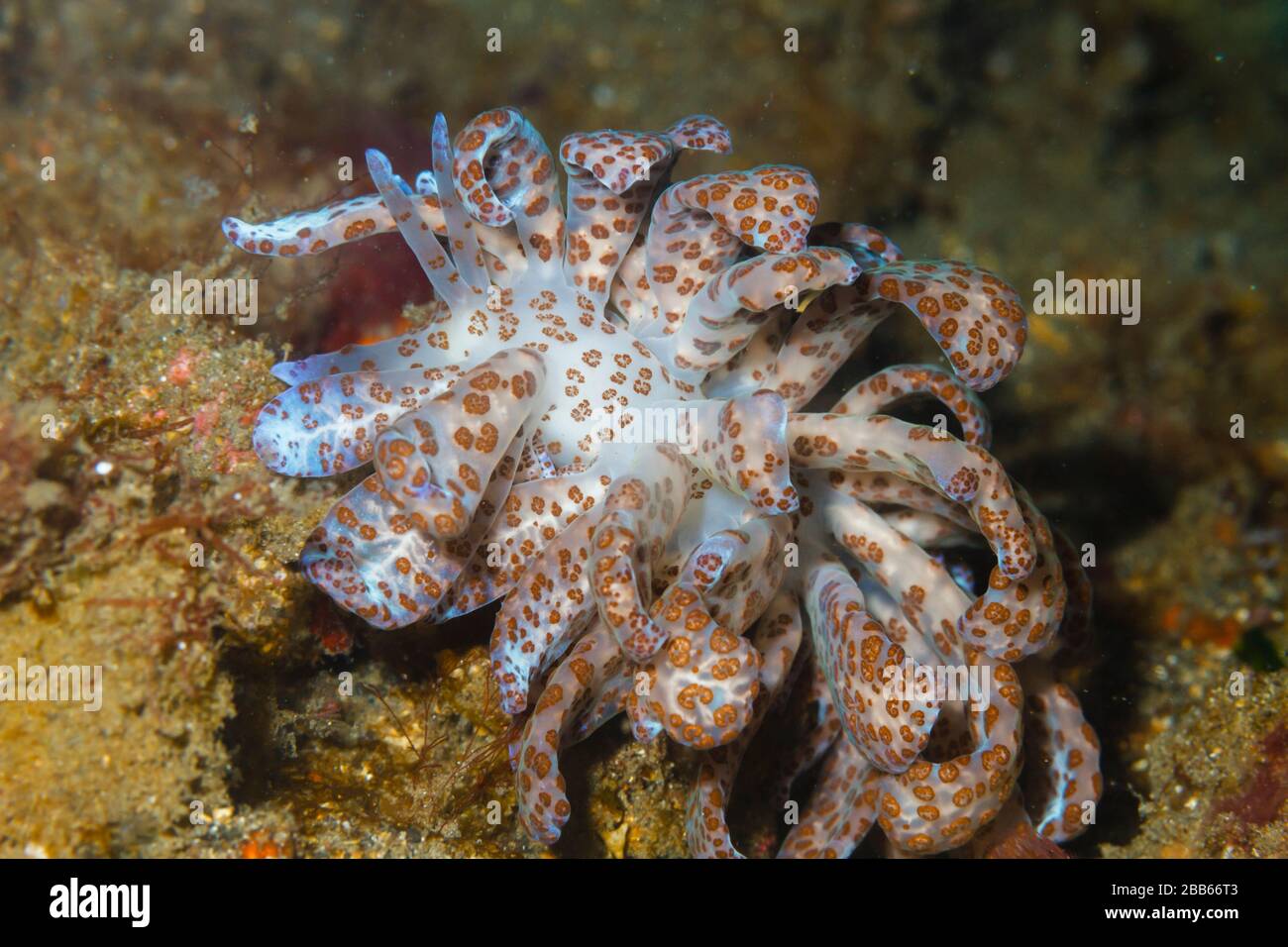 Solar powered nudibranch (Phyllodesmium longicirrum) Lembeh Strait, Indonesia Stock Photo