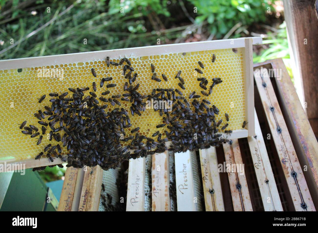 Honey comb with bees on it Stock Photo - Alamy