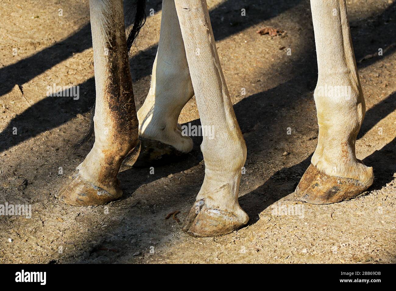 Mammal from the order of the cloven hoofed animals Stock Photo