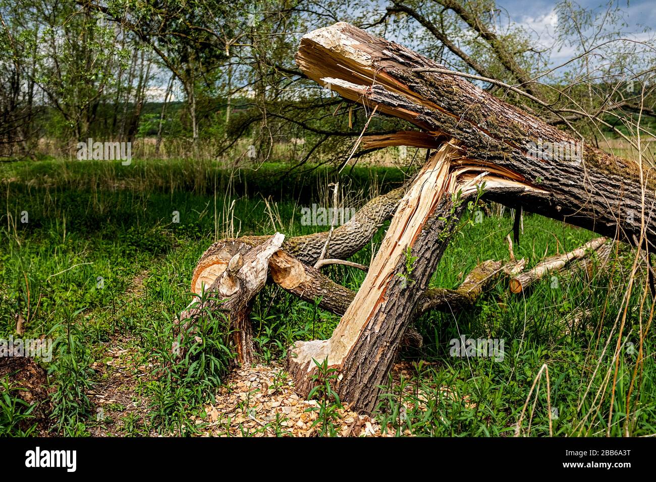 Habitat for beavers in Bavaria at the Ammersee Stock Photo