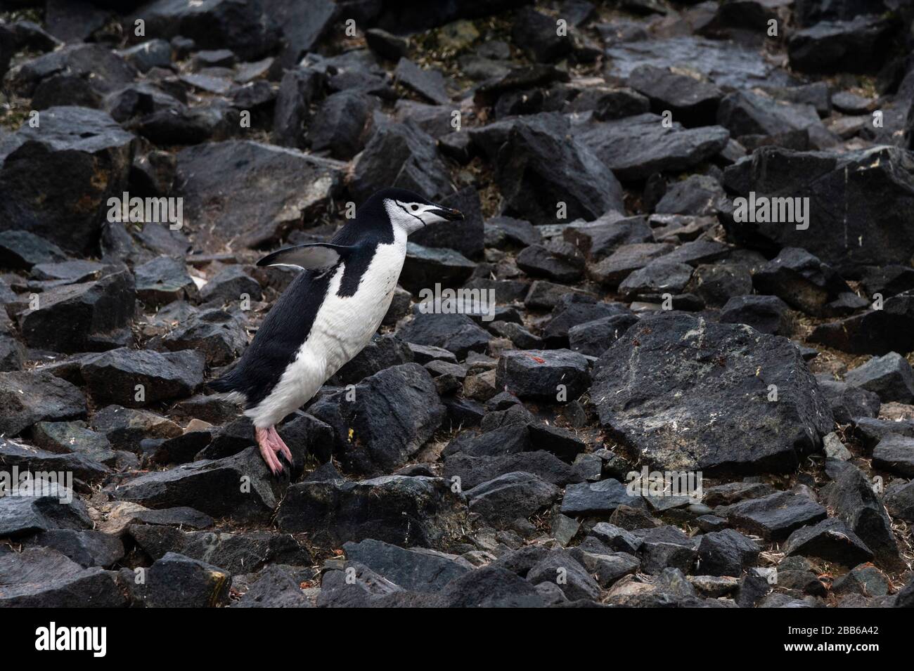 Chinstrap Penguin (Pygoscelis antarcticus), Half Moon Island