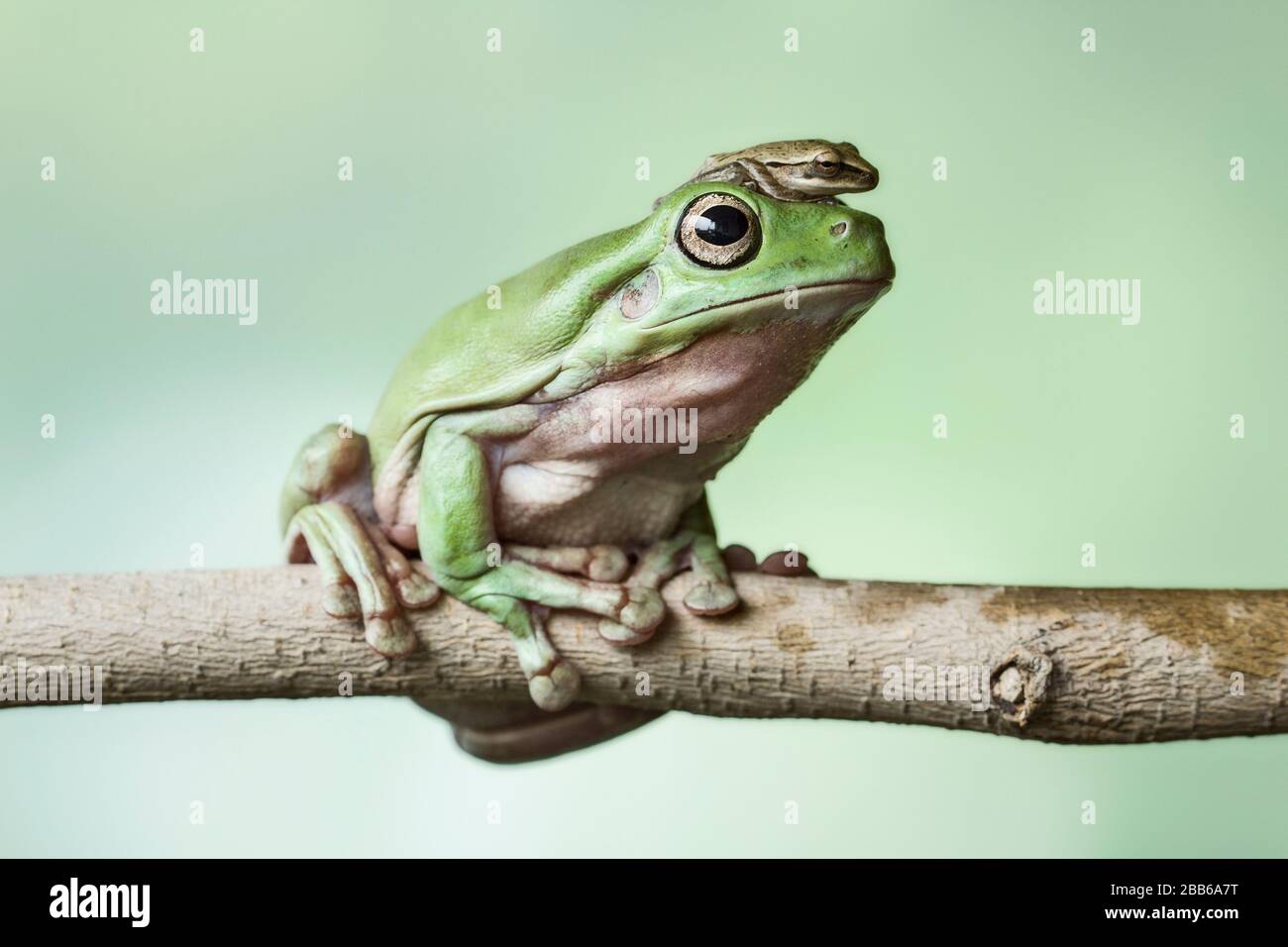 Miniature frog sitting on top of a dumpy tree frog on a branch, Indonesia Stock Photo