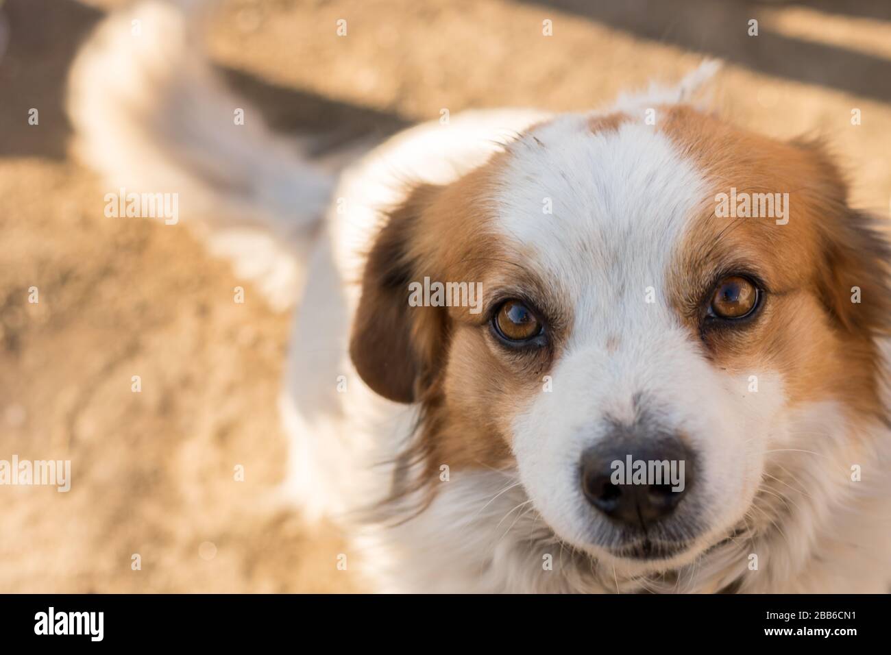 Furr hi-res stock photography and images - Alamy