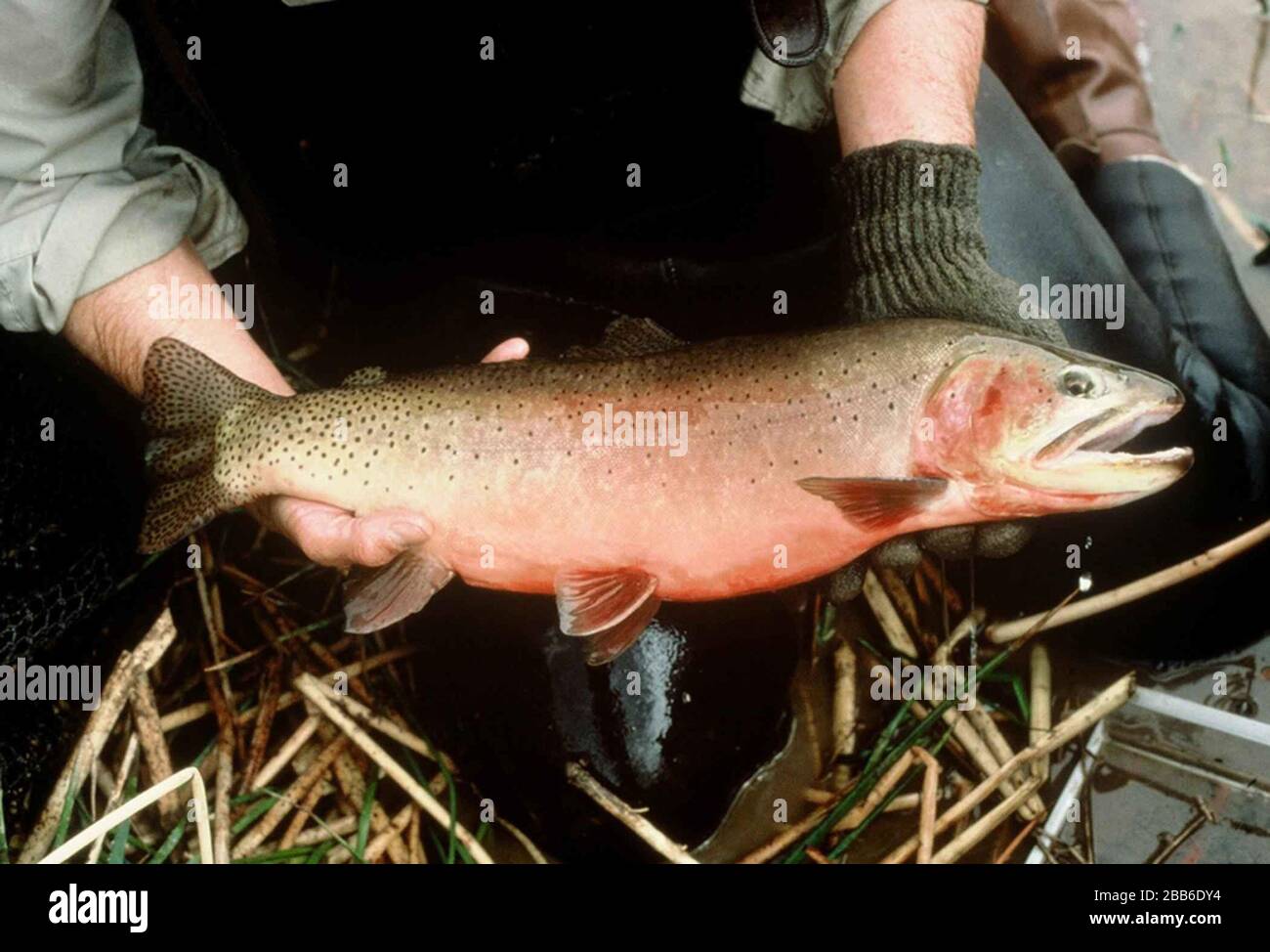 English Image Title Adult Greenback Cutthroat Trout Fish Oncorhynchus Clarki Stomias Image From Public Domain Images Website Http Www Public Domain Image Com Full Image Fauna Animals Public Domain Images Pictures Fishes Public Domain Images