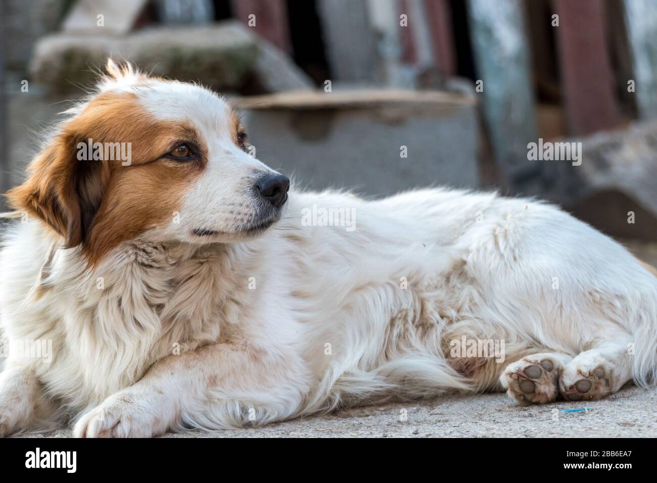 Furr hi-res stock photography and images - Alamy